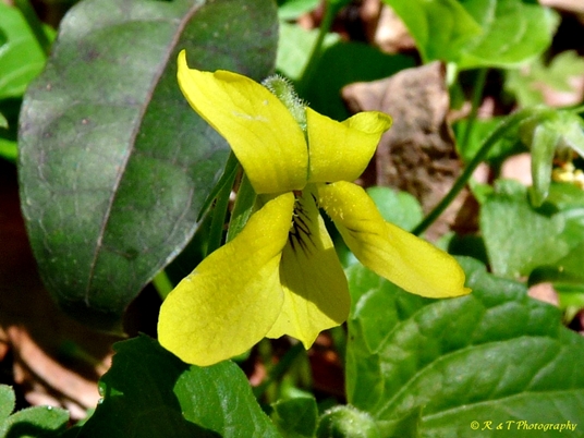 {Viola pubescens}